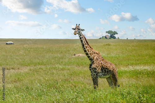 Giraffe in a beautiful landscape of the African savannah