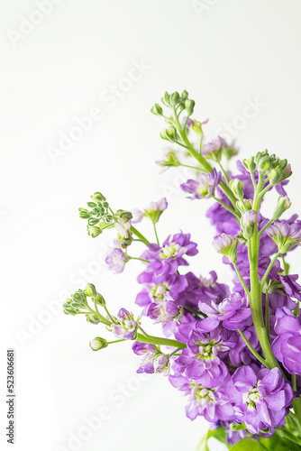 Very beautiful matthiola flowers, beautiful lavender color, bouquet on a white background, place for an inscription.