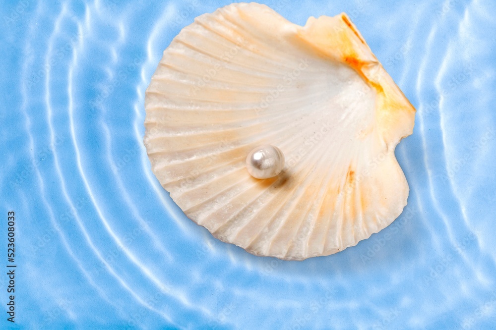 Open shell of great scallop shellfish of edible marine bivalve mollusk
