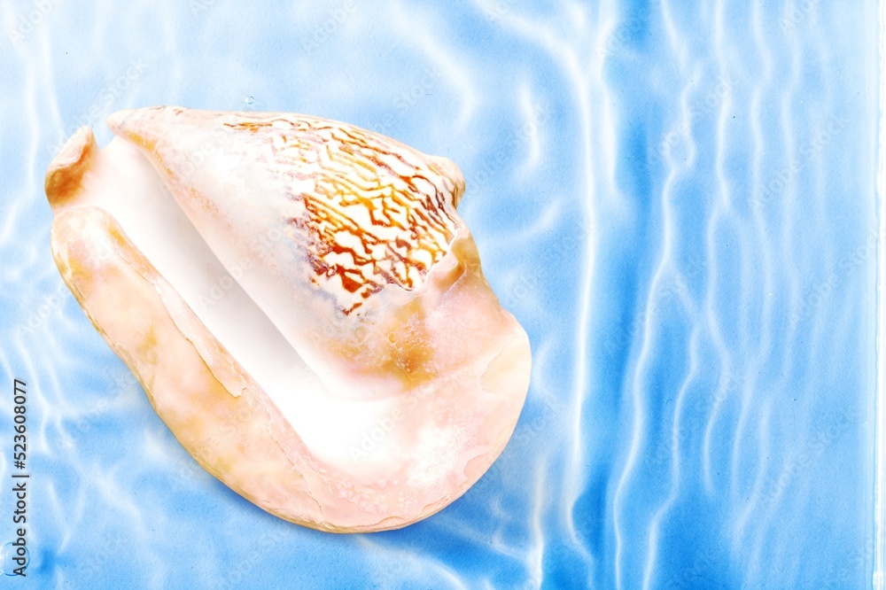 Open shell of great scallop shellfish of edible marine bivalve mollusk