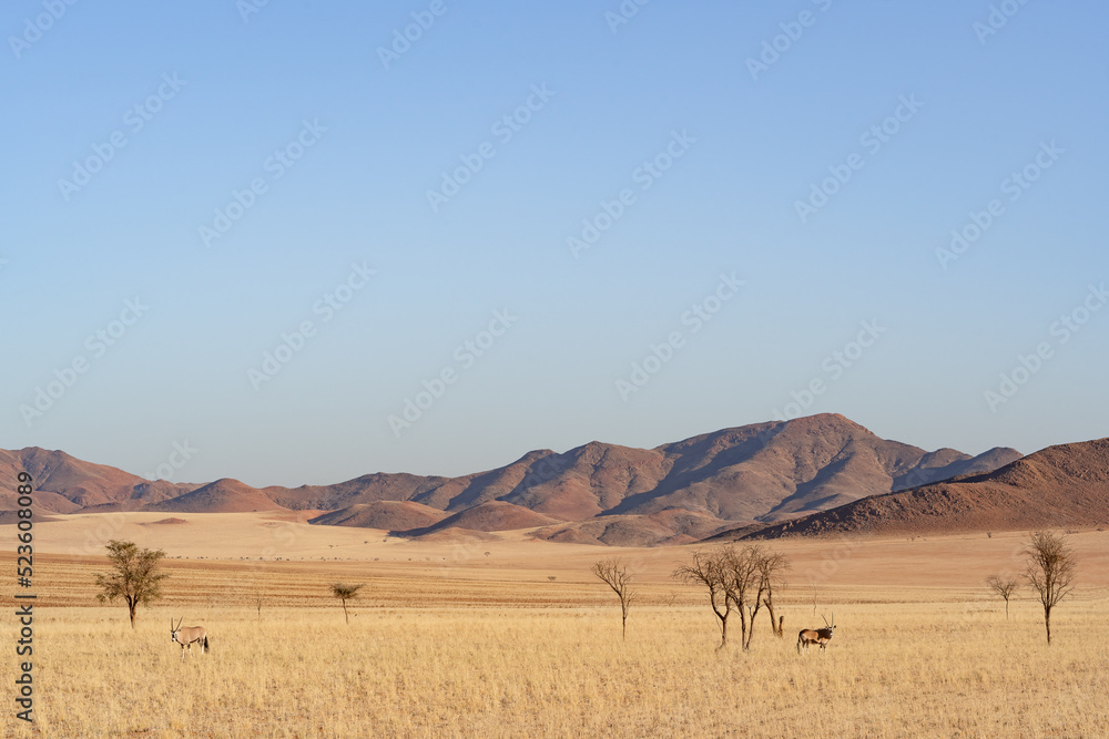 Desert landscape with acacia trees and grazing oryx in NamibRand Nature Reserve,  Namib, Namibia