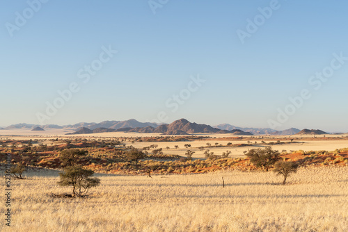 Desert landscape with acacia trees and red sand dunes in NamibRand Nature Reserve,  Namib, Namibia photo