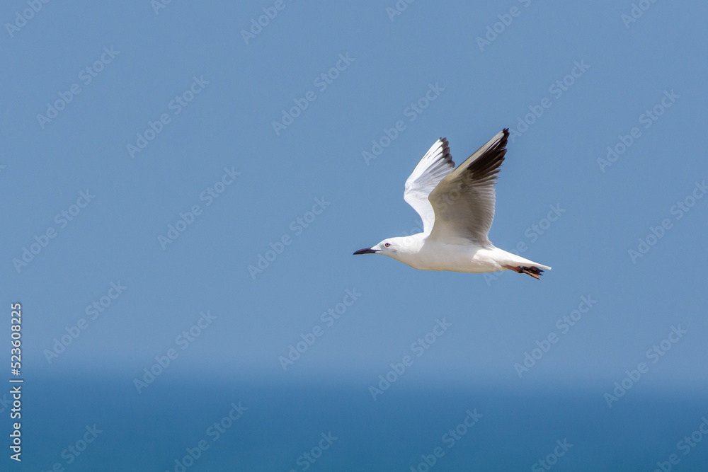 Obraz premium Slender-Billed Gull (Chroicocephalus genei) in flight in the UAE