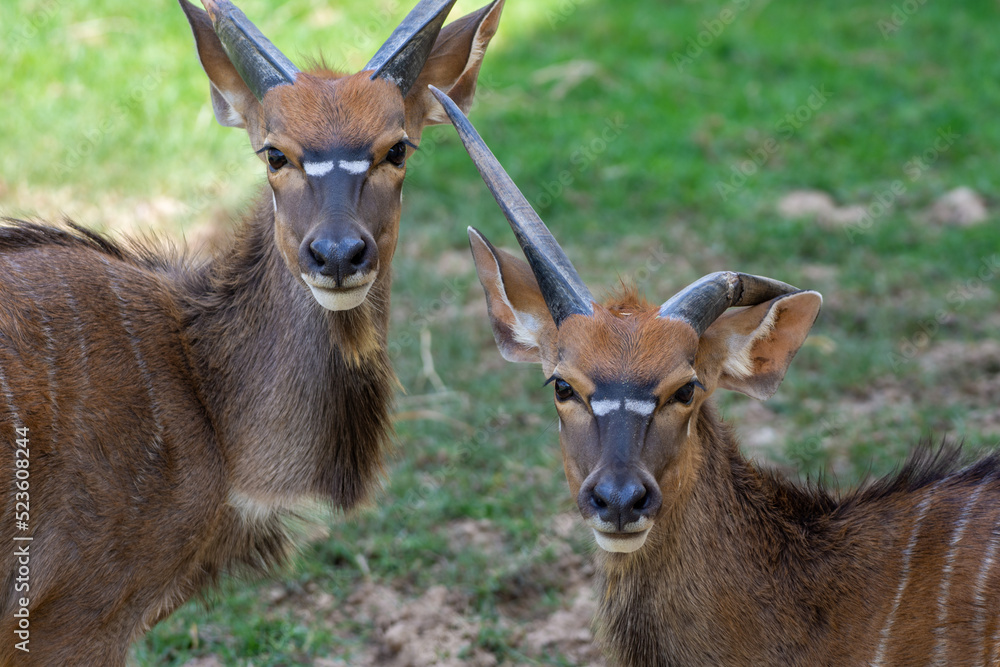 Female Lowland Nyala deer antelope in grass looking our from behind tree in southern africa Female Lowland Nyala deer antelope in grass looking our from behind tree in southern africa