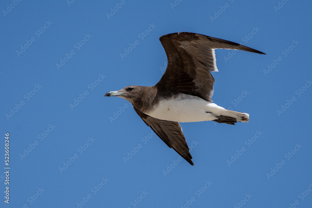 Sooty Gull (Ichthyaetus hemprichii) Aden gull or Hemprich's gull in flight in the UAE Sooty Gull (Ichthyaetus hemprichii) Aden gull or Hemprich's gull in flight in the UAE