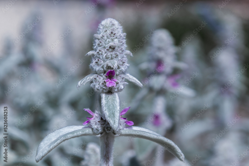 floral background. isolated flower. macro photography. a small lilac flower. blue flower