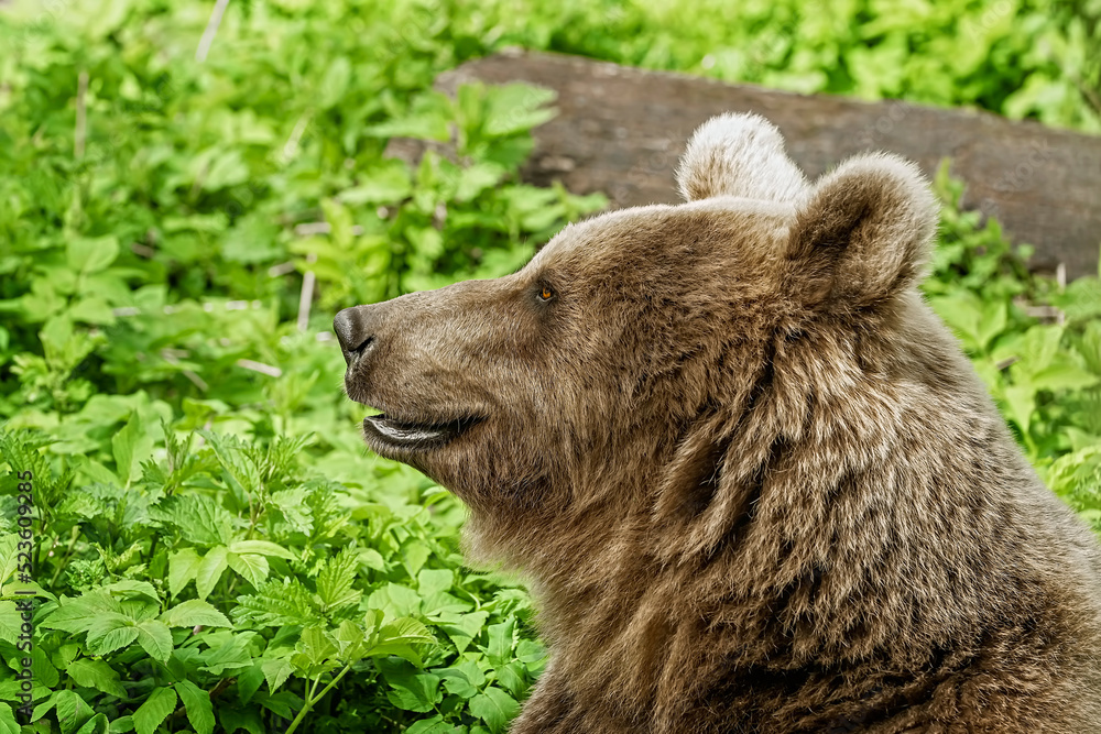 Fototapeta premium Portrait of brown bear