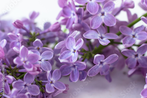 Postcard with purple lilacs. Beautiful spring flowers