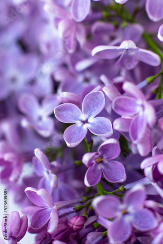 Macro photo of lilacs. Close-up spring postcard