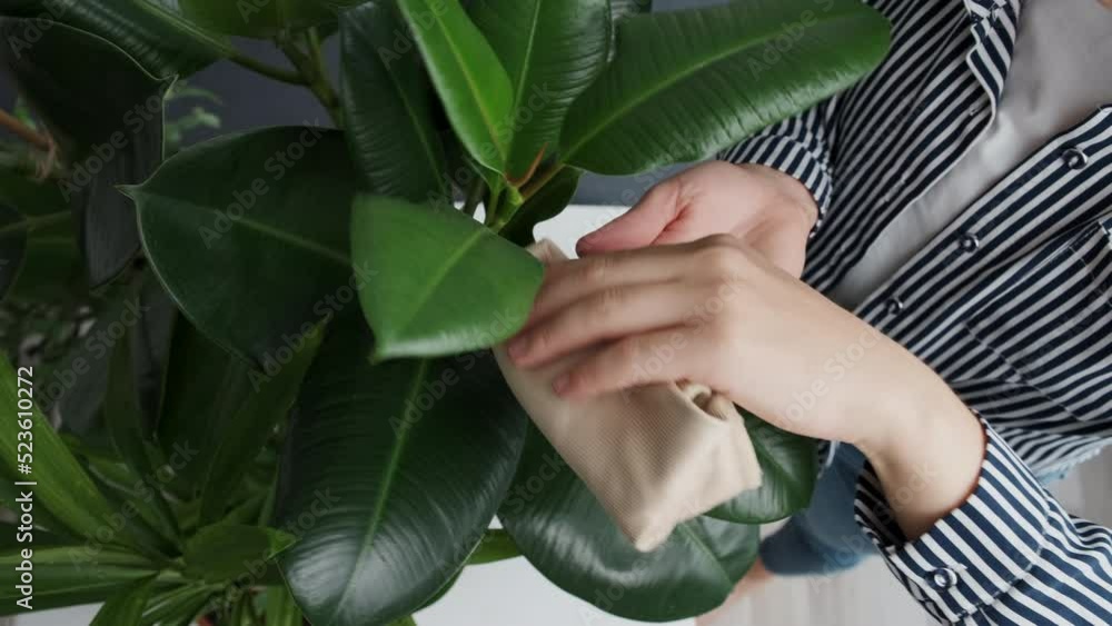 Top view close up of housewife wipes bigs green leaves of flowerpot with damp cloth in living room at home. Unrecognizable caucasian woman takes care of houseplants. Housework and botany concept Top view close up of housewife wipes bigs green leaves of flowerpot with damp cloth in living room at home. Unrecognizable caucasian woman takes care of houseplants. Housework and botany concept