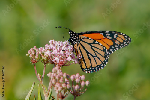 "Monarch and Milkweed" © scottevers7