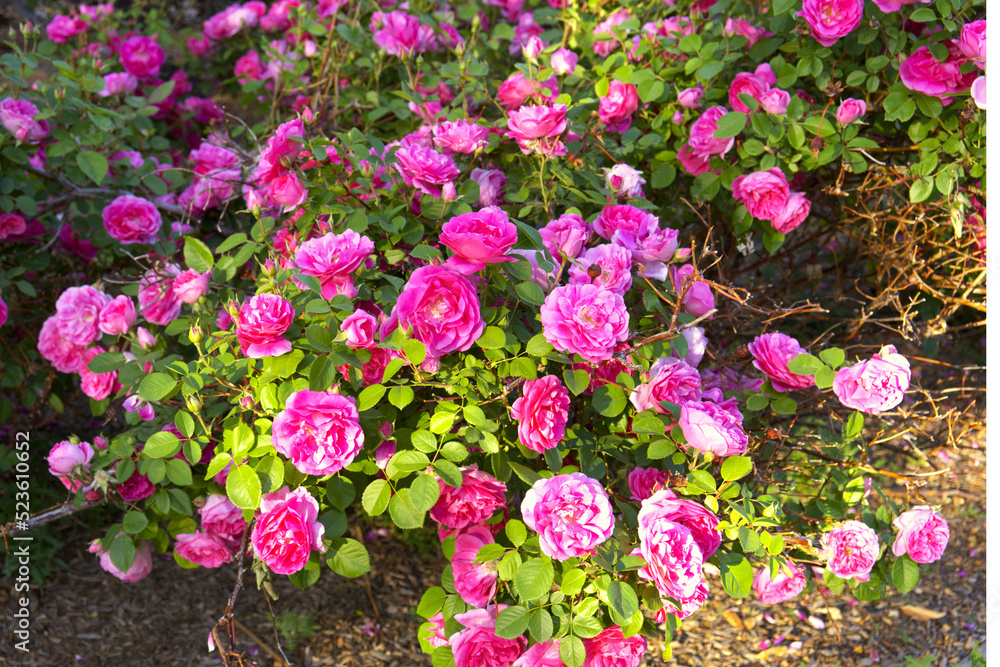 Blooming rose bush with pink rose flowers blossom close-up photo. Floral natural background texture. Nature beauty summertime season concept. Romantic social media post backdrop. Spring garden.