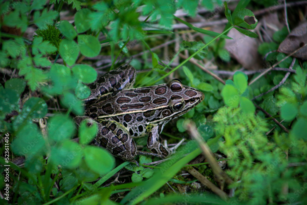 frog in the grass frog in the grass