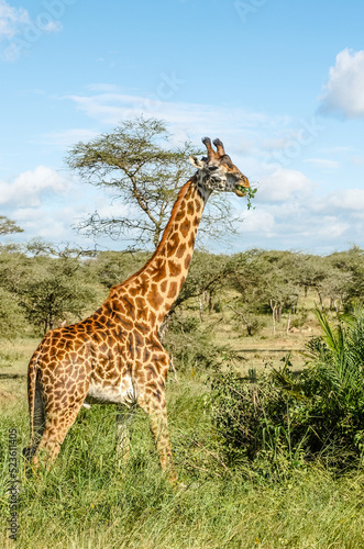 Girafe dans un joli paysage de la savane africaine