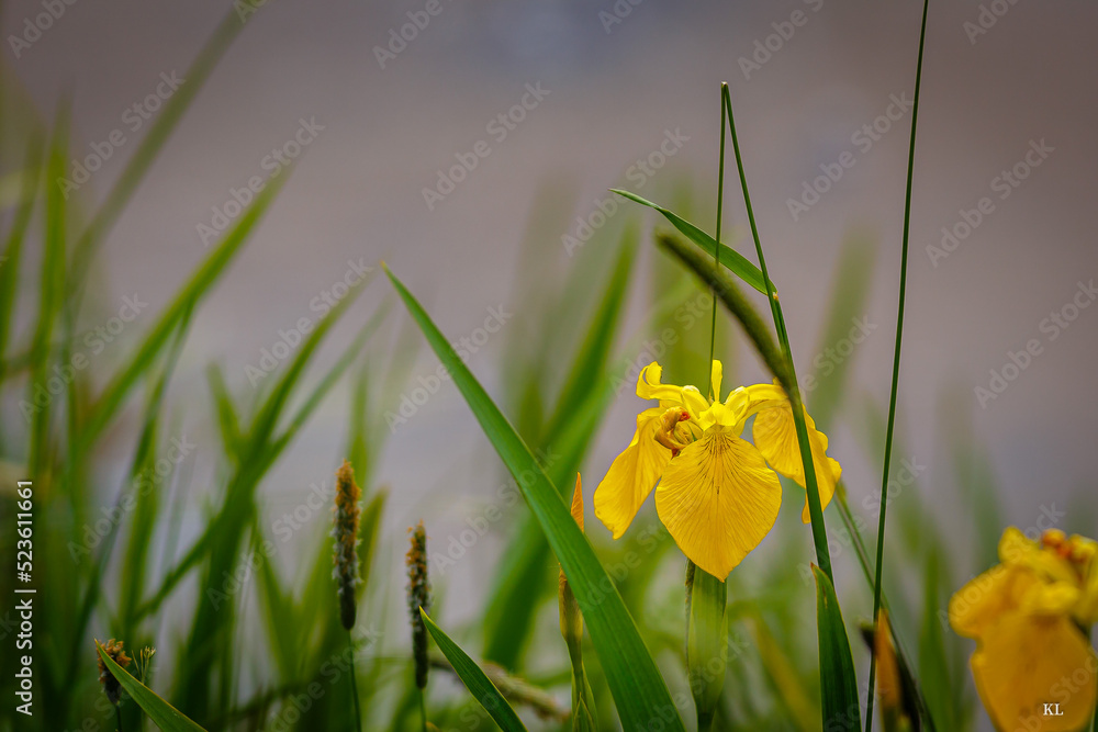 Żółty kwiat kosaciec - obrazy, fototapety, plakaty 