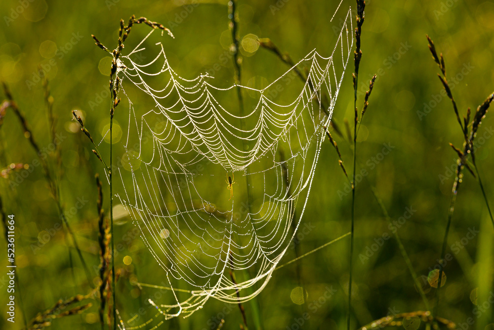 Sieć pajęcza z pająkiem - obrazy, fototapety, plakaty 