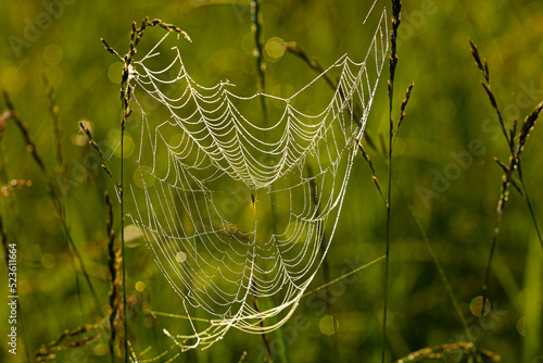 Sieć pajęcza z pająkiem