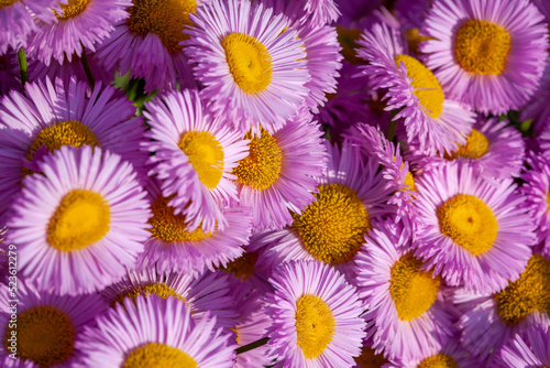 Background with pink asters. Pink daisies. Aster alpinus  perennial. Floral background