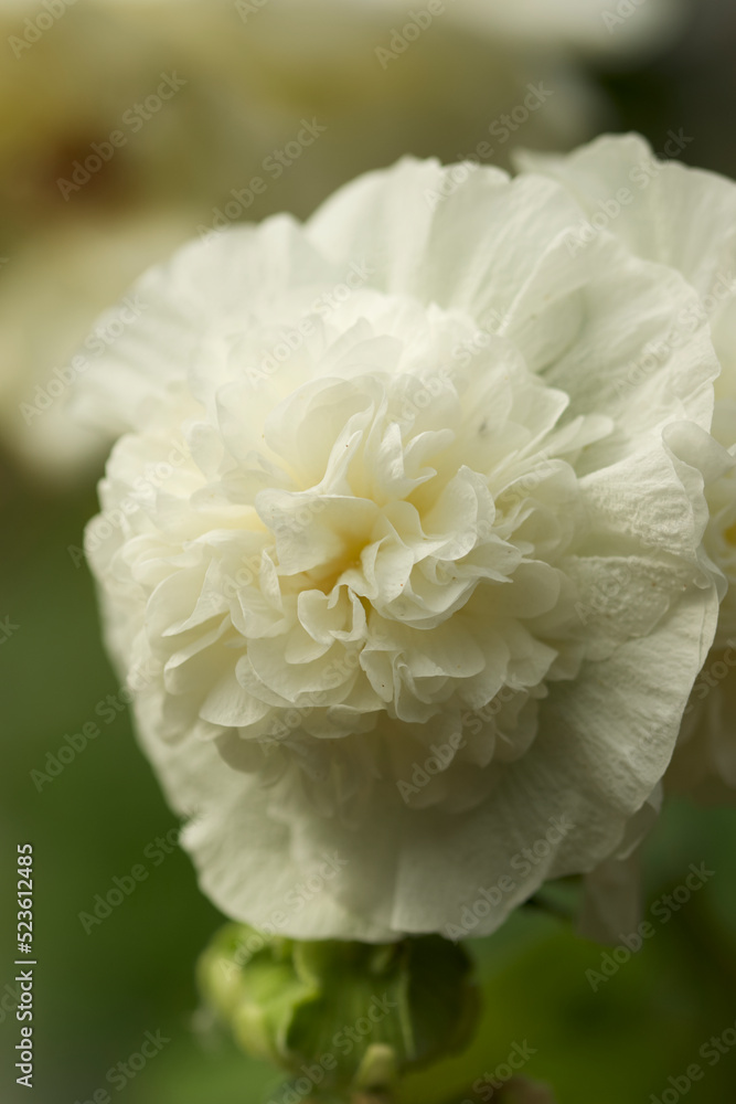 White hollyhock bloom close up White hollyhock bloom close up