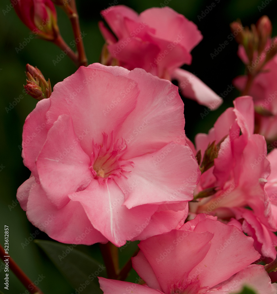 Oleander pink flower close up Oleander pink flower close up
