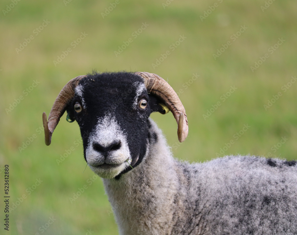 Fototapeta premium Yorkshire Landscape
