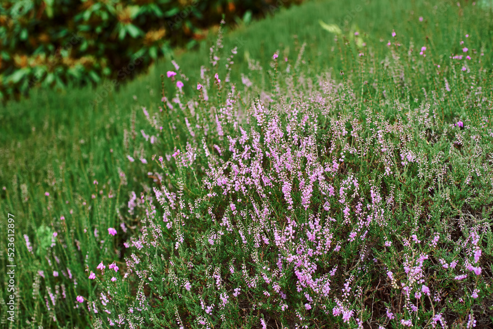 Beautiful gentle pink Heather against the background of green grass