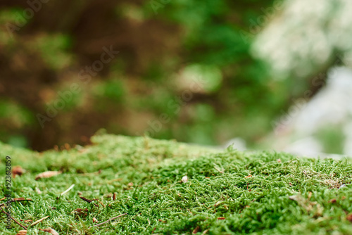Beautiful moss close-up on the stone. Beautiful background from moss for wallpaper. Moss macro scene. selective focus