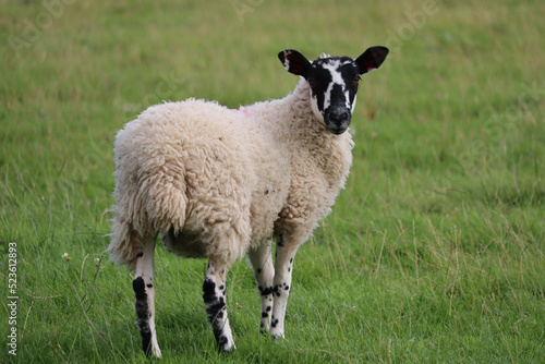 Yorkshire Landscape photo