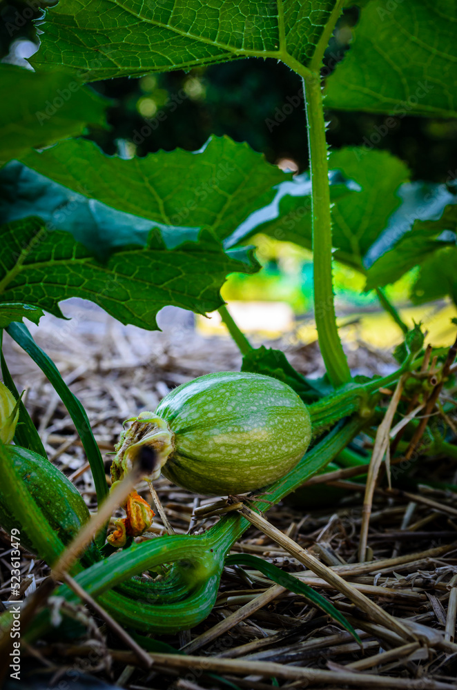 Close-upof a small squash on a vine Close-upof a small squash on a vine