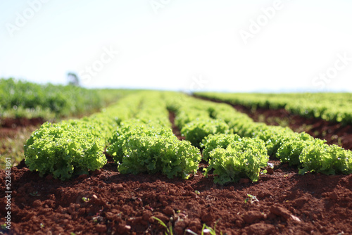 Lettuce plantation in Brazil. high standard agriculture photo