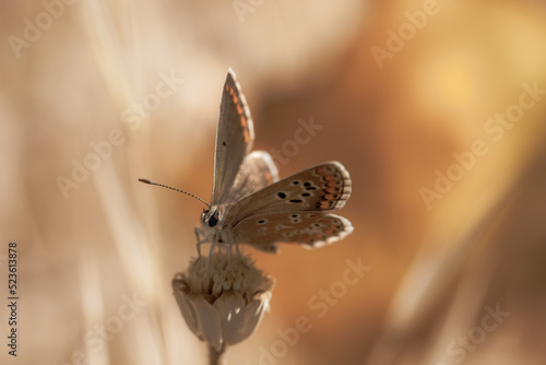 Wallpaper Mural Detail of a delicate butterfly of the genus lycaenidae perched on the dry stem of a plant in summer at dawn Torontodigital.ca