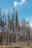 Waldsterben tote Bäume im deutschen Wald
