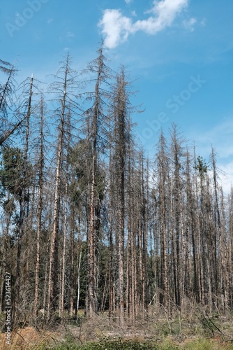 Waldsterben tote Bäume im deutschen Wald