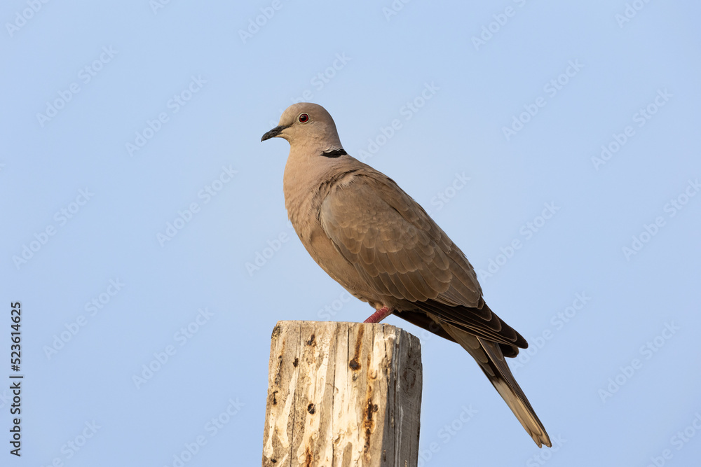 Side view of eurasian collared dove perched on a wood pole Side view of eurasian collared dove perched on a wood pole