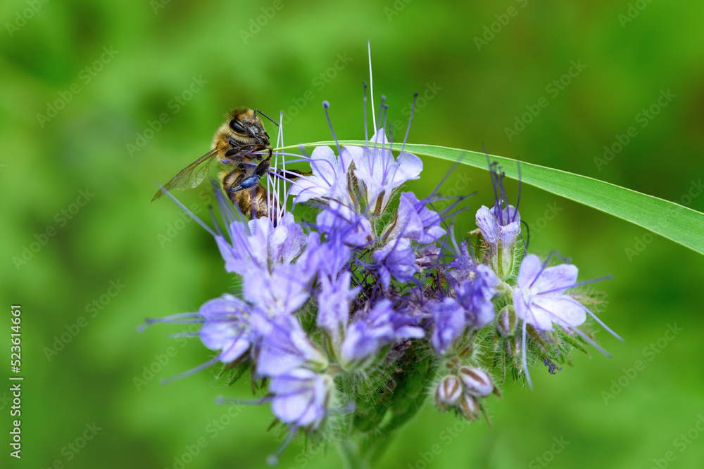 Bee and flower phacelia. Close up of a large striped bee collecting pollen from phacelia on a green background. Summer and spring backgrounds Bee and flower phacelia. Close up of a large striped bee collecting pollen from phacelia on a green background. Summer and spring backgrounds