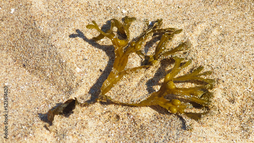 green algae Bladder wrack lies on the sand at the beach by the sea