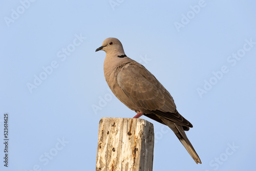 Side view of eurasian collared dove perched on a wood pole