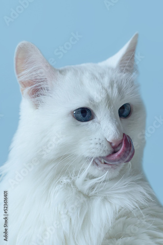 A domestic cat on a blue background. Portrait. Pets