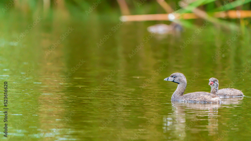 A couple of birds (Pied-billed grebe) on the river A couple of birds (Pied-billed grebe) on the river