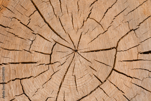 Log cut surface close up