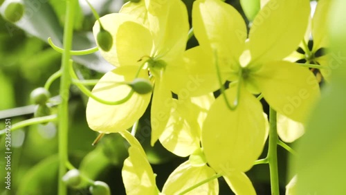 Golden shower hanging in their plant. National flower of Thailand. Ratchaphruek flower. Fresh feeling in a park and nature field. Slow motion. photo