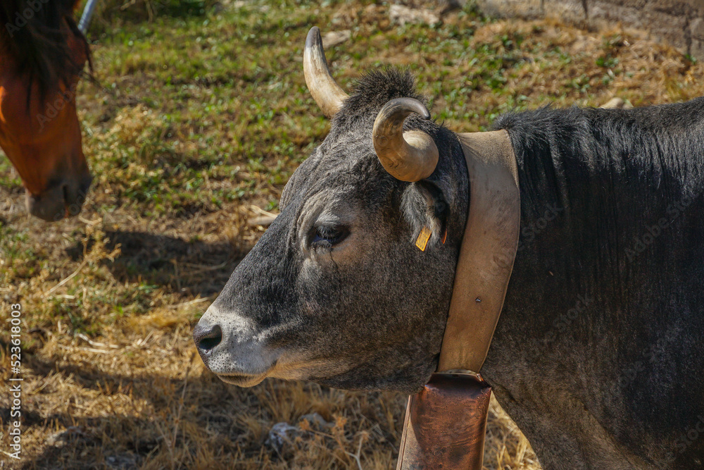 Eral de 2 años usado como cabestro en un corral al sol en la montaña aragonesa. Eral de 2 años usado como cabestro en un corral al sol en la montaña aragonesa.