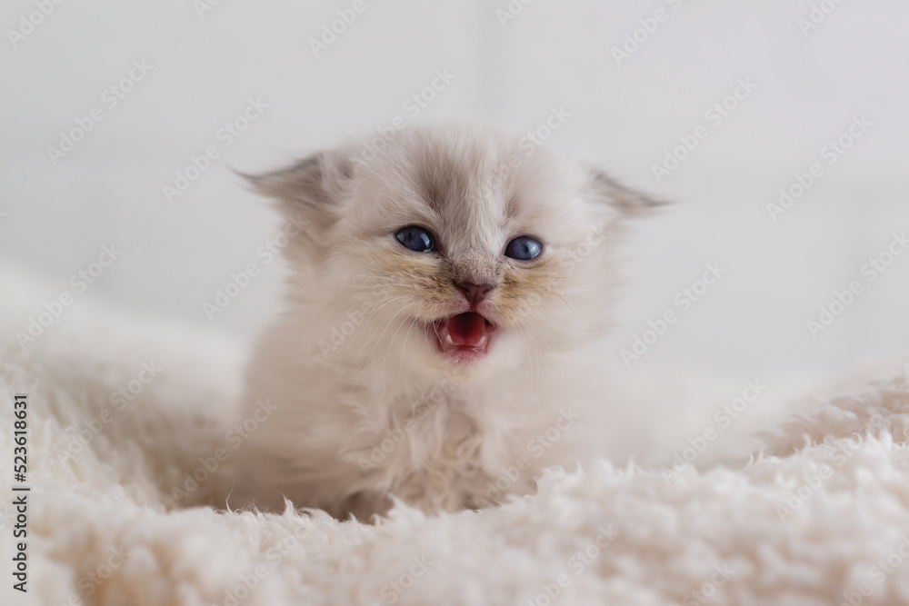 A beautiful little white fluffy kitten with blue eyes lies on carpet and screams. Close-up. Selective focus