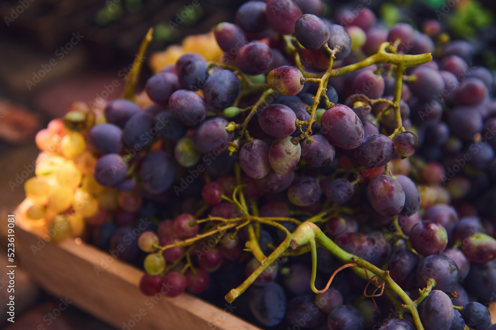 Close-up of ripe, juicy organic purple grapes in a wooden crate. Cultivation of organic grapes in vineyard for sales in farmers markets and wine production Close-up of ripe, juicy organic purple grapes in a wooden crate. Cultivation of organic grapes in vineyard for sales in farmers markets and wine production