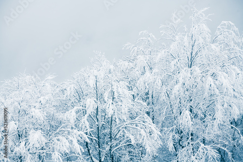 Snow-covered trees in winter forest in foggy day. © smallredgirl
