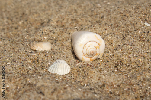 white seashells lie on the sand on the beach by the sea