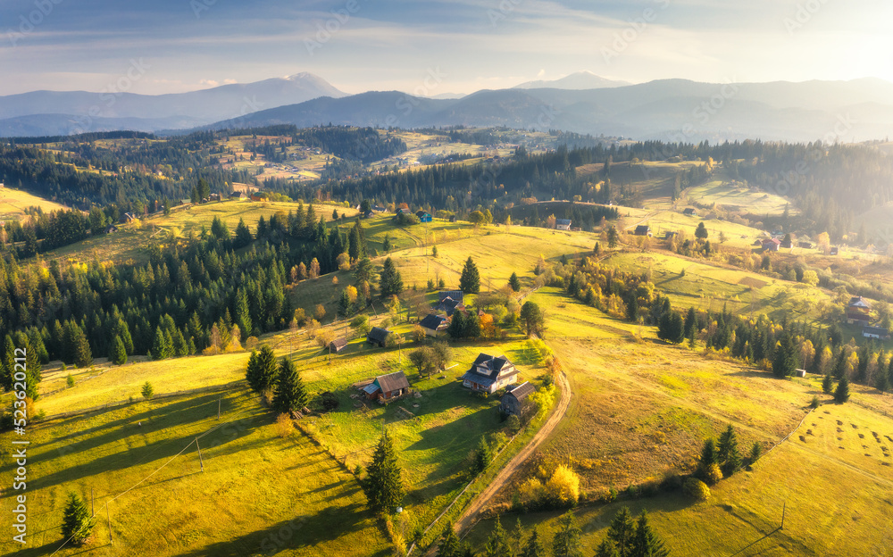 Fototapeta premium Aerial view of beautiful village in Carpathian mountains at sunset in autumn in Ukraine. Colorful landscape with green meadows, houses, gardens, trees, sky in fall. Top view of mountain countryside