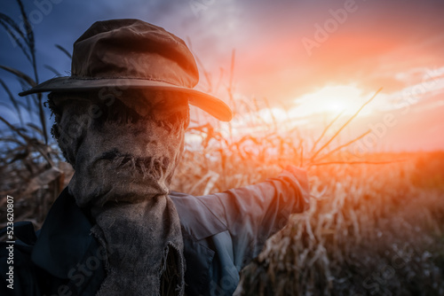 Papier peint Scary scarecrow in a hat and coat on a evening autumn cornfield during sunset