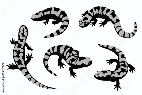 Картината върху платно marbled salamander set vector