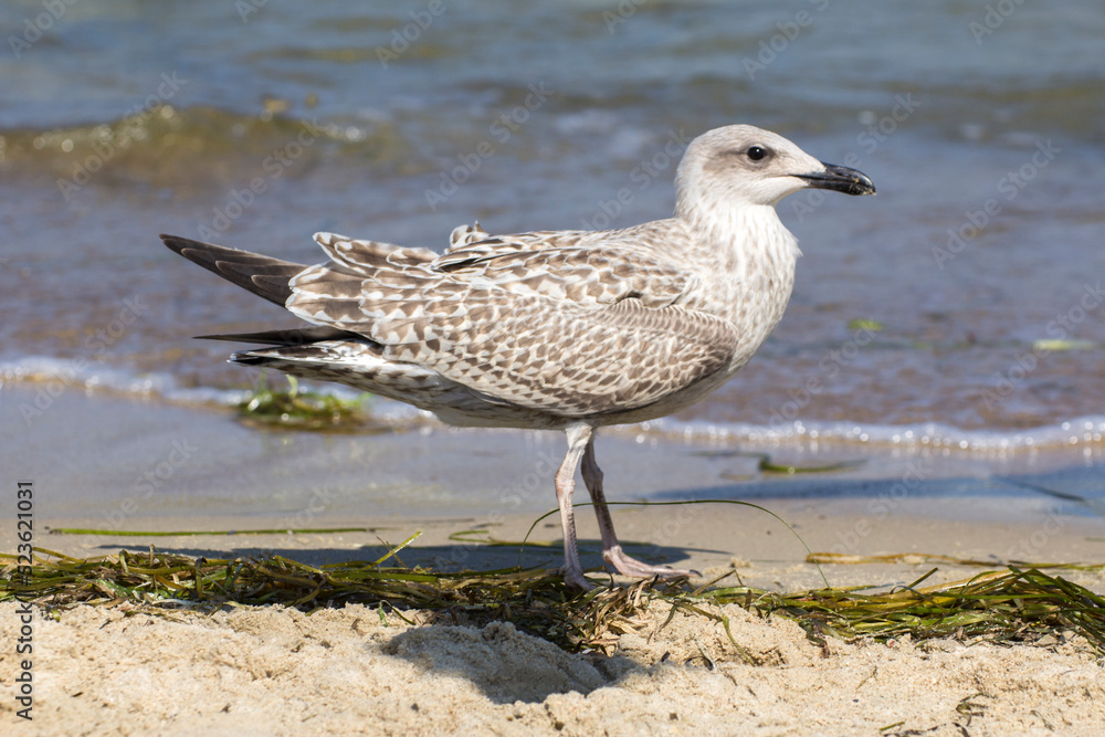 Obraz premium gray seagull walks on the beach by the sea